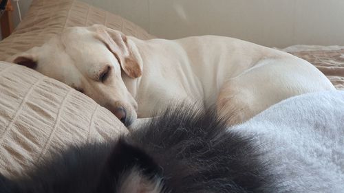 Close-up of dog sleeping on bed