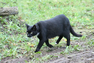 Black cat lying on grass