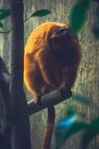 Monkey on branch in zoo