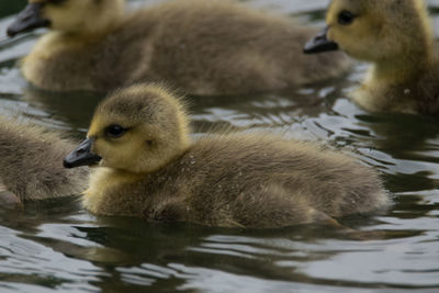 Very young goslings trying out the water