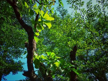 Low angle view of tree leaves in forest against sky