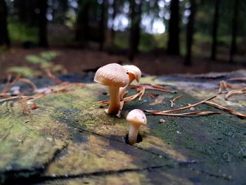 Close-up of mushroom growing in forest