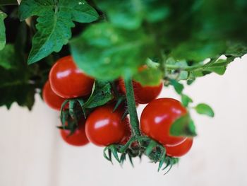 Close-up of cherries on plant