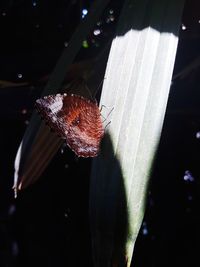 Close-up of butterfly on leaf