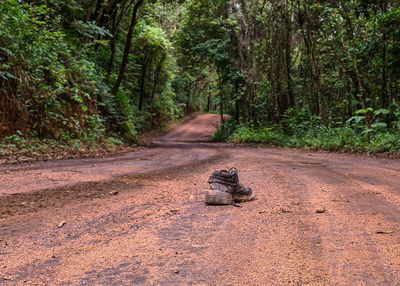 Horse cart on road amidst trees in forest