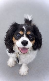 pet