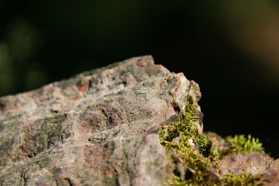 Close-up of moss on rock