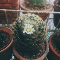 High angle view of succulent plant in pot