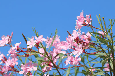 Low angle view of pink flowering plant against clear blue sky