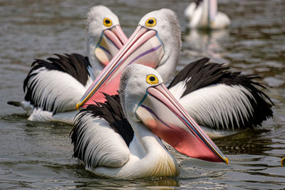 View of birds in lake