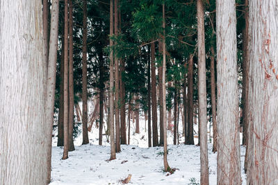 Trees on snow covered landscape