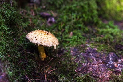 Close-up surface level of mushrooms on ground