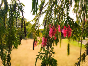 Close-up of red leaves on tree