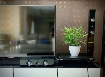 Potted plant on table at home