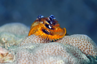 Close-up of fish swimming in sea