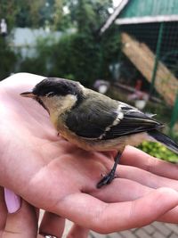 Close-up of hand holding small bird