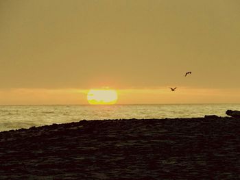 Bird flying over sea at sunset