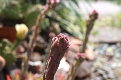 Close-up of flowering plant