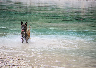 Dog running in a water