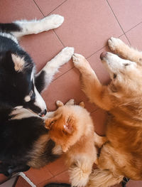 High angle view of dogs on tiled floor