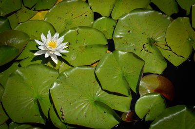 Close-up of water lily amidst leaves in lake