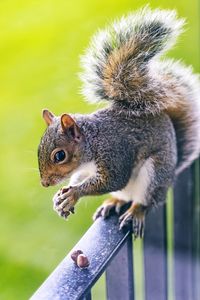 Close-up of squirrel