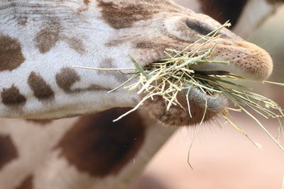 Cropped image of giraffe eating grass at zoo