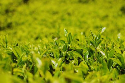 Close-up of fresh green grass in field