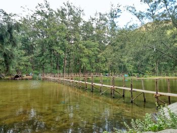 Scenic view of lake in forest