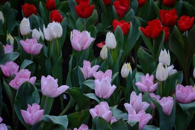 High angle view of purple tulip flowers on field