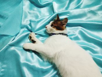 High angle view of cat lying on bed