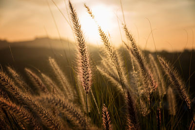 Close-up of wheat growing on field against sky