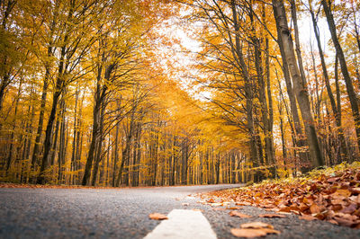 A autumn forest road adorned with yellow and orange leaves. ideal for seasonal and nature projects.