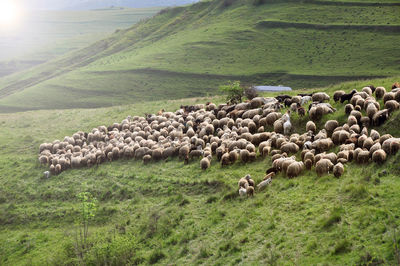 Herd of sheep on a hill