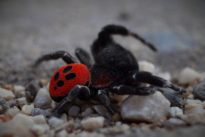 Male of the ladybird spider in defense. striking are the four  black dots on the red abdomen 