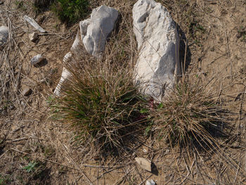 High angle view of dry leaf on rock