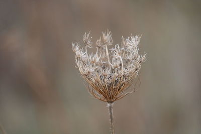 Close-up of dried plant