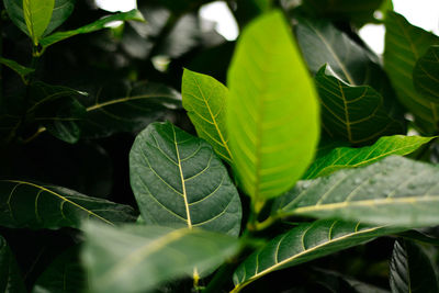 Close-up of leaves