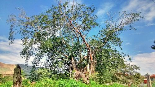 Trees on field against cloudy sky