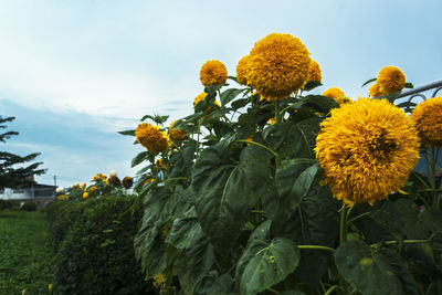 Close-up of sunflowers blooming against sky
