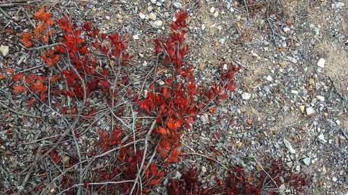 Full frame shot of red leaf