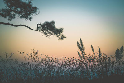 Low angle view of silhouette trees against sky during sunset