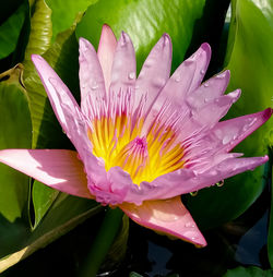 Close-up of lotus water lily