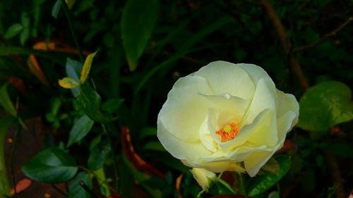 Close-up of white flower