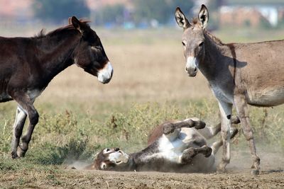 Donkeys on field