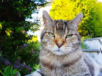 Close-up portrait of a cat