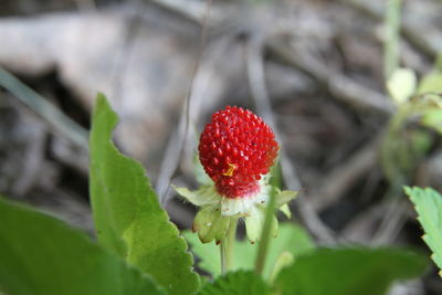 Close-up of strawberry on plant