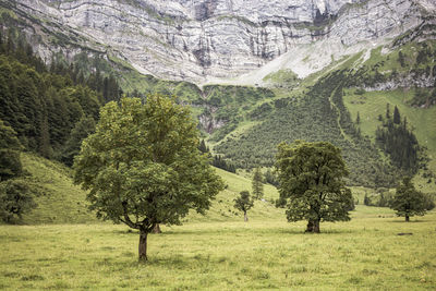 View of pine trees in field