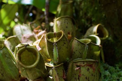 Close-up of cactus plant growing on field