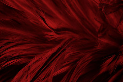 Beautiful dark red maroon feather pattern texture background